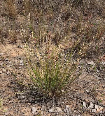 Purple lovegrass