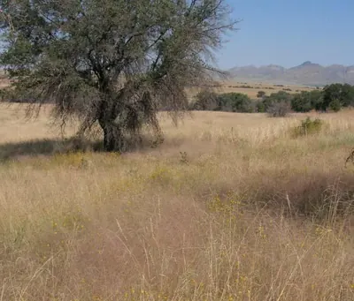 Plains lovegrass