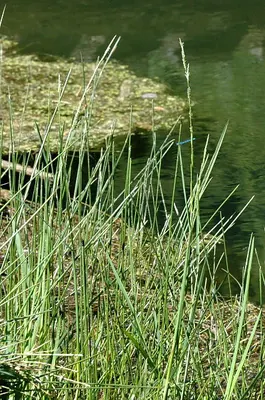 Flottin sweet grass