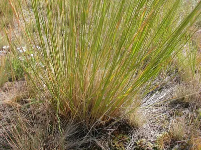 Bluebunch wheatgrass