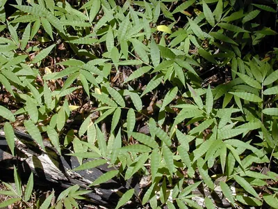Basketgrass