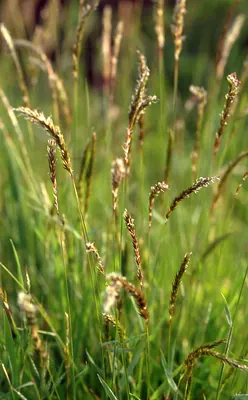 Sweet vernal grass