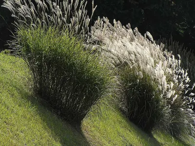 Maiden silvergrass