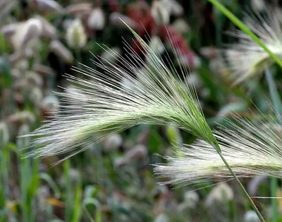 Foxtail barley