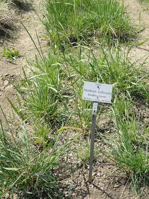 Bulbous barley