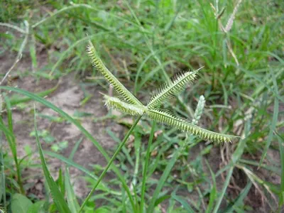 Durban crowfoot grass