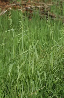 American milletgrass