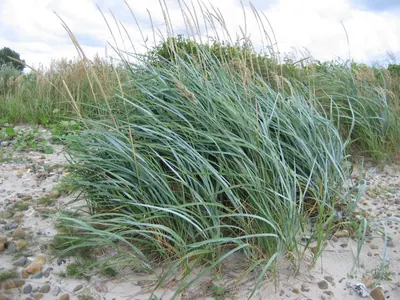 Sand ryegrass