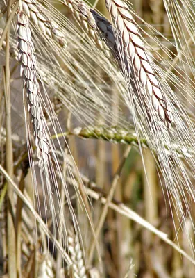 Rivet wheat