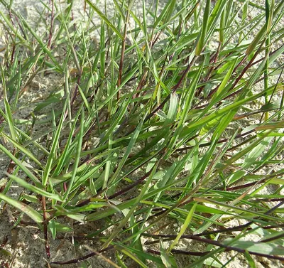 Spreading Bent
