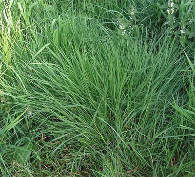 Common bent