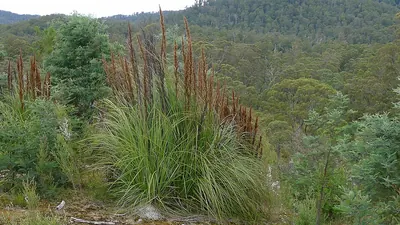 Gahnia grandis