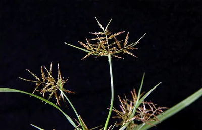 Piedmont flatsedge