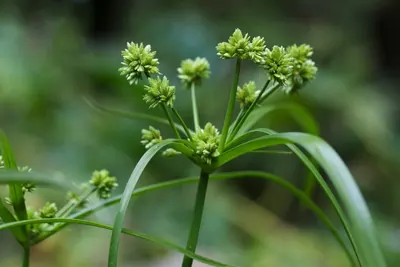 Tall flatsedge