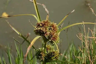 Tapertip flatsedge