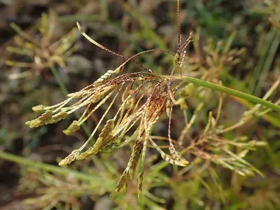 Ricefield flatsedge