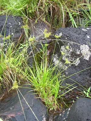 Haspan flatsedge
