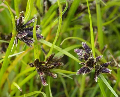 Brown Galingale