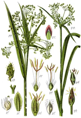 Scirpus radicans