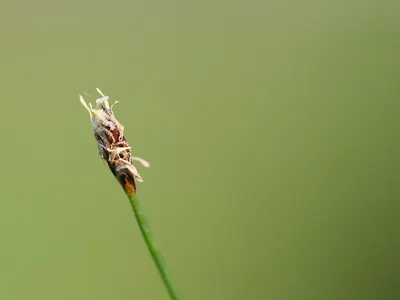 Needle spikerush