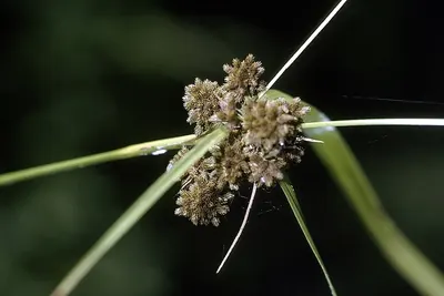Georgia bulrush