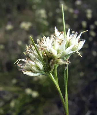 White beak-sedge