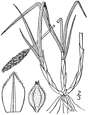 Northern singlespike sedge