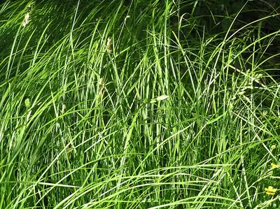 Quaking-grass sedge