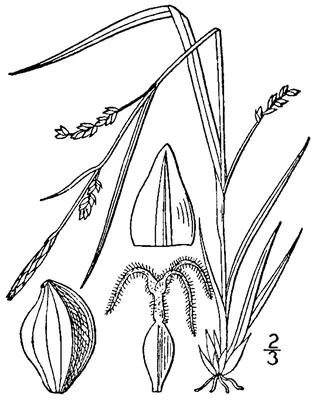 Slender Wood Sedge