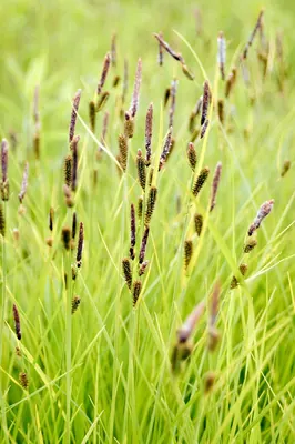 Upright sedge