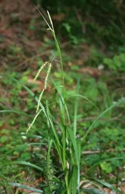European woodland sedge