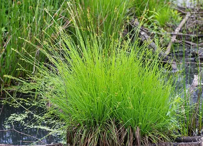 Gray Bog Sedge