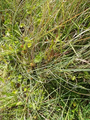 Dwarf sedge