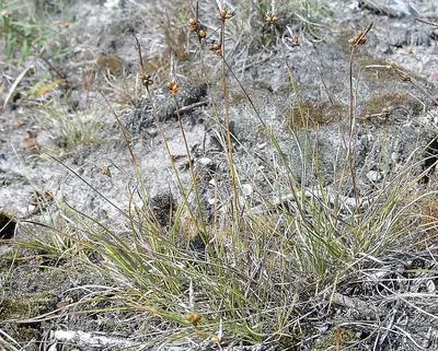 Weak arctic sedge