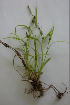 Carex japonica