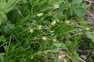 Carex ferruginea