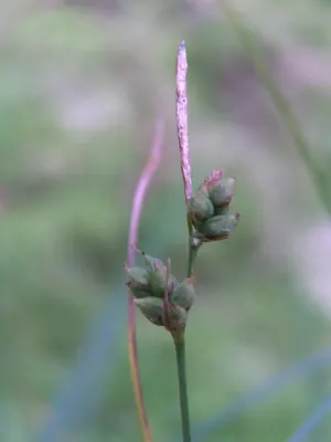 Carex globularis