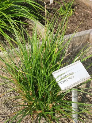 Hairy sedge