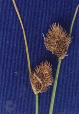 Slenderbeak sedge