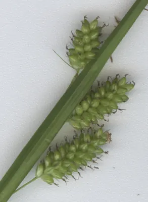 Pale sedge