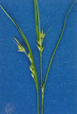Short Sedge