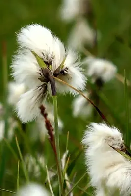 Tall cottongrass