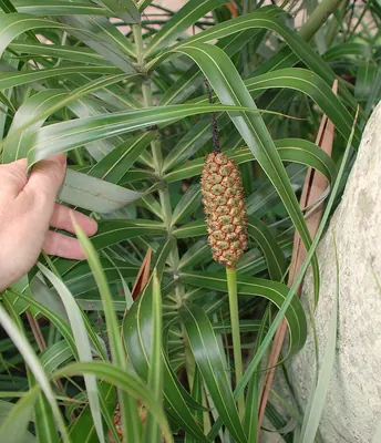 Seashore Palm