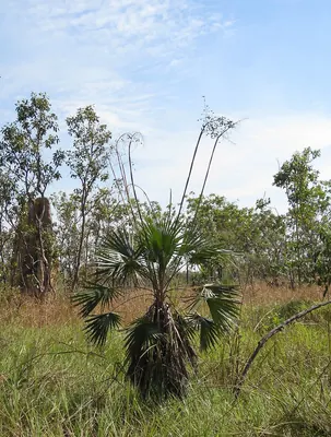 Livistona humilis
