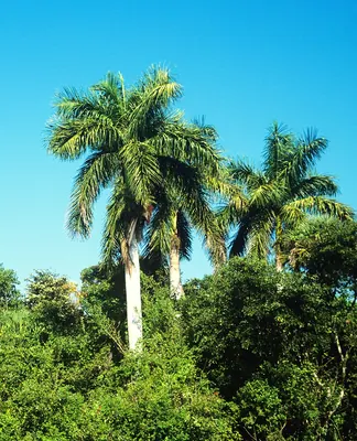 Cuban Royal Palm