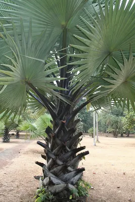 Palmyra palm