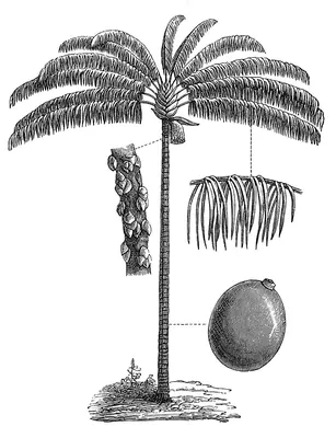 Oenocarpus distichus