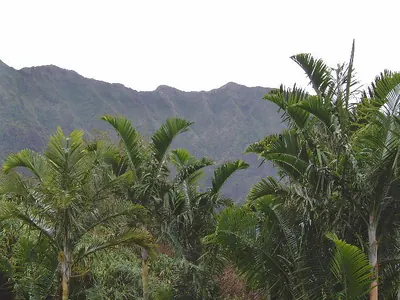 Pemba palm