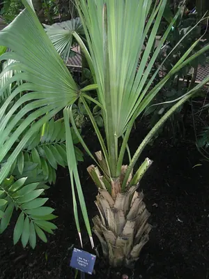 Copernicia hospita