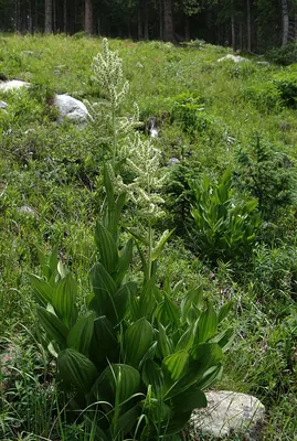 California false hellebore